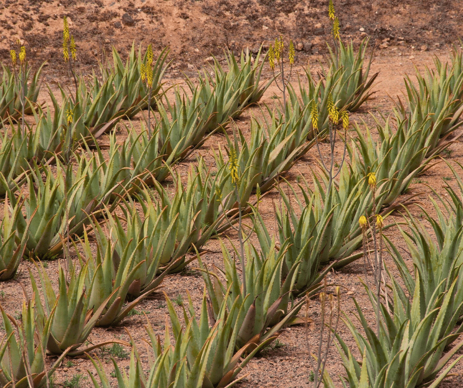 Aloe vera plantation in Fataga, rows of aloe plants on terraced slopes with a small visitor centre and palm-dotted valley backdrop, south Gran Canaria.