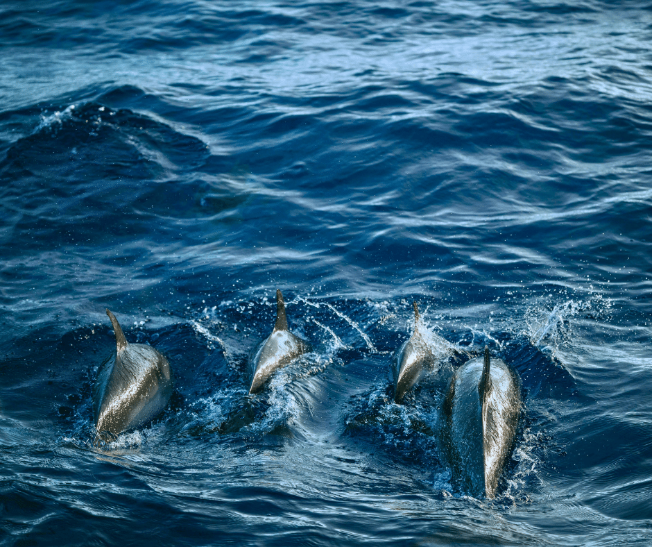 Small-group whale and dolphin watching boat off southwest Gran Canaria, dolphins surfacing beside the bow in calm morning light near the Puerto Rico–Mogán coast.