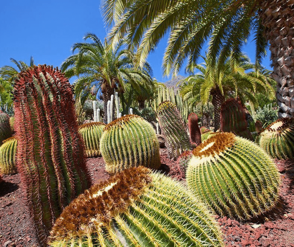 Small-group whale and dolphin watching boat off southwest Gran Canaria, dolphins surfacing beside the bow in calm morning light near the Puerto Rico–Mogán coast.