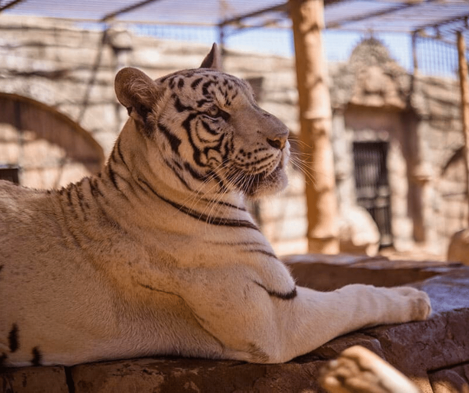 Crocodile Park Rescue Centre (Agüimes) with rescued crocodiles basking by green pools, volcanic-stone enclosures and a keeper walkway, Gran Canaria.