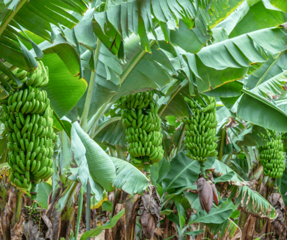 Mundo del Plátano (Hacienda La Rekompensa) banana rows with irrigation channels and a restored 1804 Canarian house and courtyard museum, Trasmontaña, Arucas, Gran Canaria.